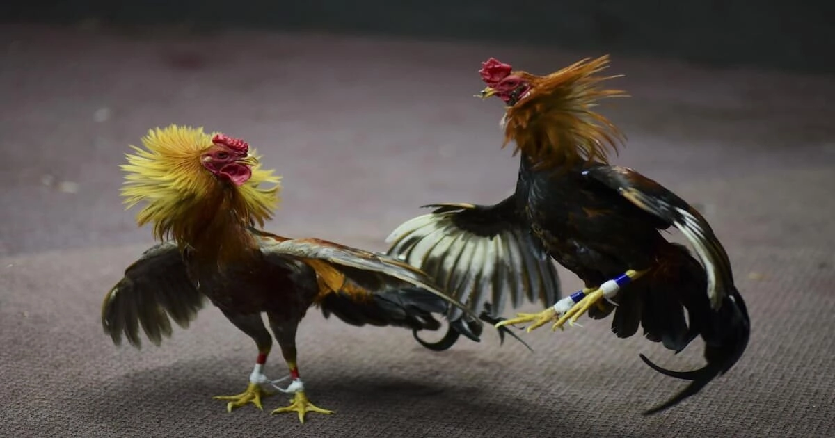 Đá gà cựa sắt