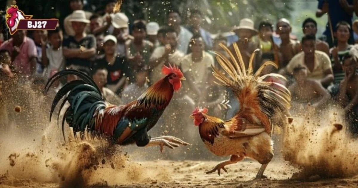 Đá gà miền tây